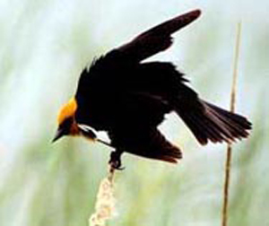 Bird on grass stem