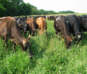 Cows on pasture