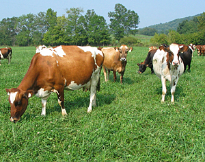 Cows on pasture