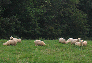 Sheep on pasture