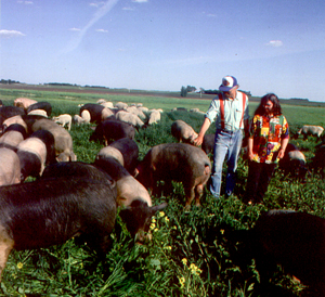 Farmers with pigs