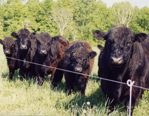 Galloways on pasture