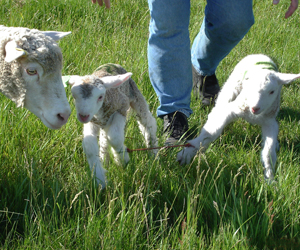 Lambs on pasture