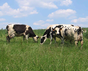 Cows on pasture