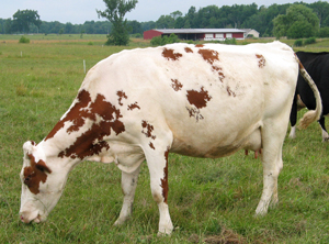 Dairy cow on pasture