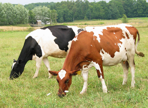 Cows on pasture