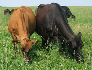 Cows on pasture