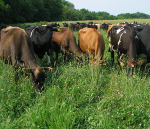 Cows on pasture