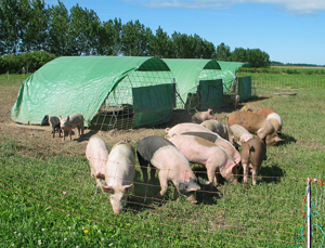 Pigs on pasture