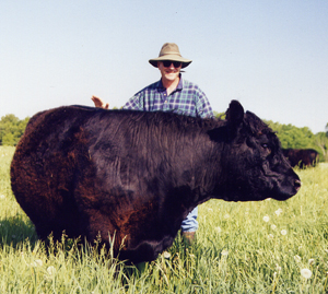 Farmer with beef cow