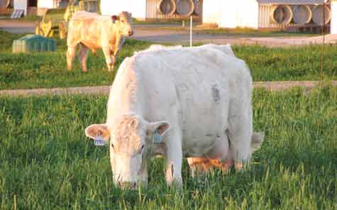 Cow on pasture