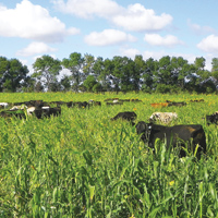 Beef cattle in cover crop pasture