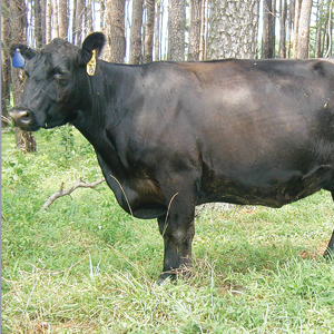 Cow on pasture