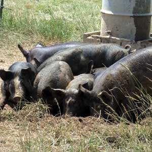 Pigs on pasture