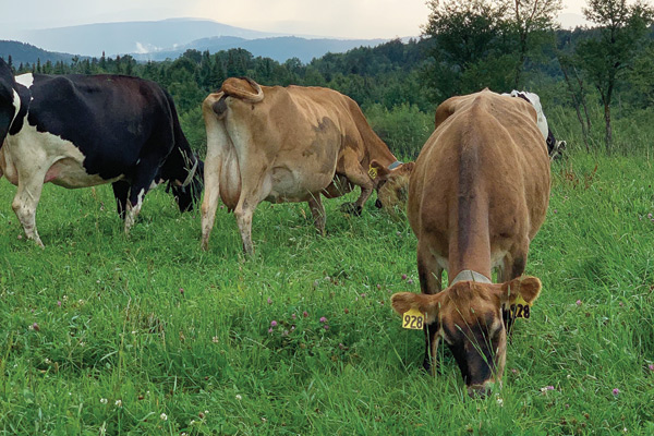 Grazing cows