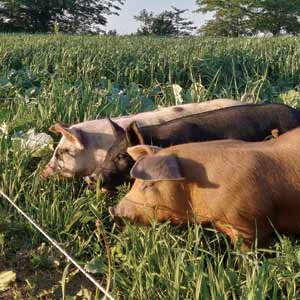 Pigs on pasture