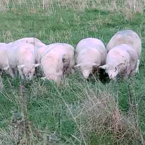 Sheep on pasture