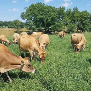 Grazing jerseys