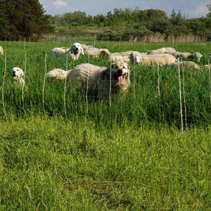 Grazing sheep with guard dog