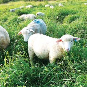 Lambs in pasture