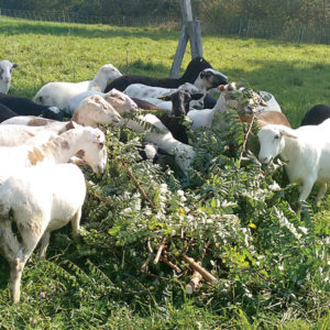 Sheep eating vegetation