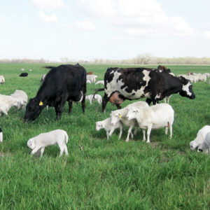 Cattle and sheep on pasture