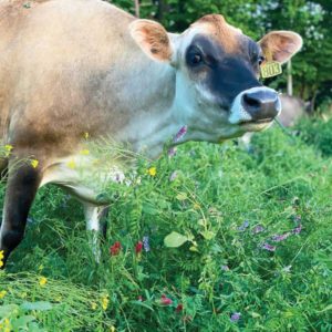 Jersey on pasture