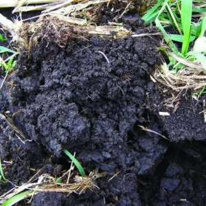 View of soil
