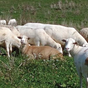 Grazing sheep