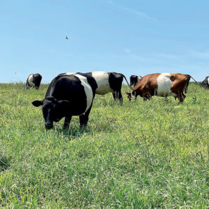 Cows on pasture