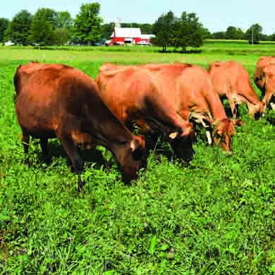 Cows on pasture