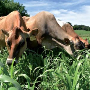 Cows on pasture