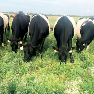 Cows on pasture