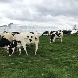 Grazing cows