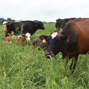 Grazing cows