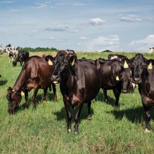 Cows on pasture