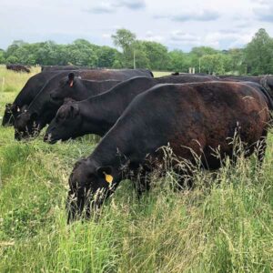 Cows grazing